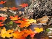 Лунный посевной календарь с 18 ноября по 24 ноября 2019 года