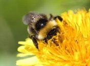 Шмели решили задачу коммивояжера опытным путем