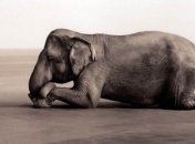 Ученые представили мир с разумными животными