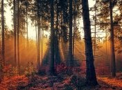 Осень порадует теплом: прогноз погоды на начало недели