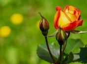 Как ухаживать за розами в саду летом