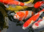 Приметы и обряды на 8 июня - Карпов день