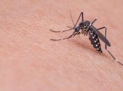 Неудачный эксперимент: теперь комары стали выносливее