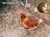 Курица у заграждения