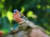 День Никона: приметы и обряды 5 апреля