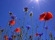 5 червня: яке сьогодні свято і що не можна робити в цей день