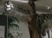 Ученые придумали, как оживить Мобозавруса