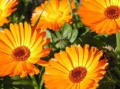 Настойка календулы справится со множеством недугов 