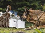 Лучший друг человека: захватывающие книги о животных (Фото)