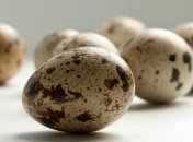 Лечебные свойства перепелиных яиц