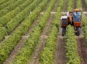 Франция может вернуть себе первое место по производству вина