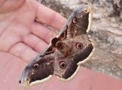 Удивительный мир насекомых-гигантов (Фото)