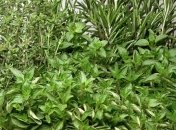 Орегано справиться с раком простаты