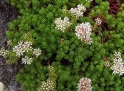 Почему нельзя садить в саду и в огороде очиток едкий