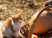 Праздник "Харитонов день" отмечается в 2023 году 28 сентября (ранее 11 октября)