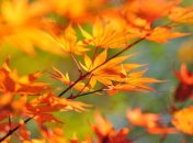 Погода в Украине на 27 октября: на севере и востоке - дожди