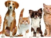 Веселая реклама питомника для животных (Видео)