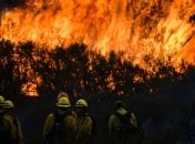 В Калифорнии мужчина чудом спас кролика от лесного пожара (Видео)