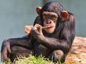Ученые: Шимпанзе способны создать микроволновую печь