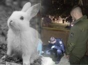 У "Фельдман Екопарку" загинули безневинні морські свинки та кролики