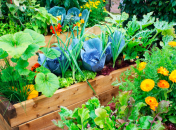 Какие цветы нельзя сажать рядом с овощами