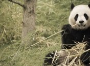 Животные, которых когда-то считали мифическими