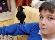 Дикая галка и мальчик