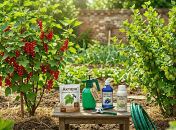 Чем правильно обрабатывать смородину и крыжовник