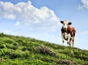 Ешьте меньше мяса: как ограничения в еде смогут спасти Землю от глобального потепления