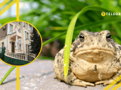 В Україні є будинок із жабами