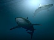 Застревают в челюстях и желудках: тигровые акулы страдают от рыболовных крючков