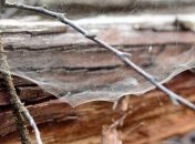 Выяснилось чем можно заменить синтетический пластик