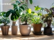 Деякі квіти можуть негативно впливати на особисте життя самотніх жінок (зображення створено за допомогою ШІ)