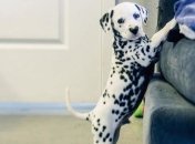 Очаровательный далматинец Вилли с пятнышком в  форме сердечка (Фото)