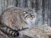 В мире появится первый центр по изучению манулов 