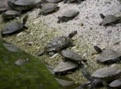 Американская полиция объявила в розыск более 1500 черепах