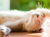 Лето вернется: когда в Украину придет тепло