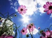 В Украину на этой неделе придет летняя жара