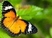 Тропическим членистоногим устроили перепись