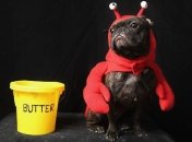 Костюмы на Хэллоуин для животных обошлись американцам в $370 млн