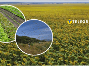 Саранча атакует Запорожскую область