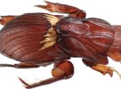 Ученые назвали новый вид жука в честь богини любви 