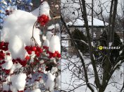 Растения под снегом