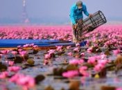 Волшебное розовое озеро в Таиланде (Фото)