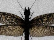 Найдено самое большое насекомое на Земле