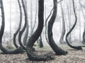 Кривой лес: таинственная роща из причудливо изогнутых сосен (Фото)