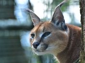 Новые жильцы: в харьковском экопарке поселились новые "кошечки"