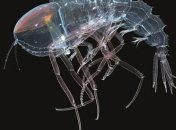 Фото цистисоми