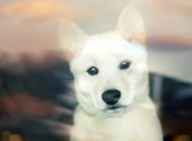 Израильским собакам запрещается долго лаять