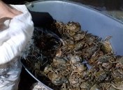 На Херсонщине поймали браконьеров с уловом краснокнижных крабов на 89 млн грн